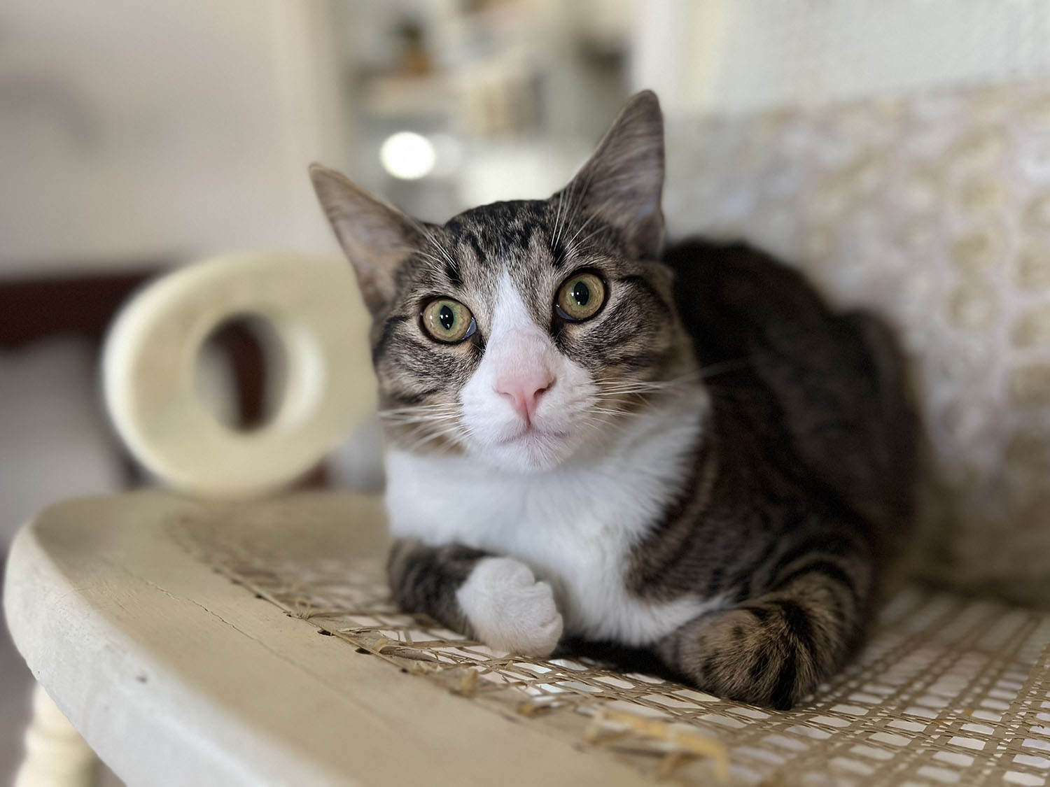 Bufon, a cat