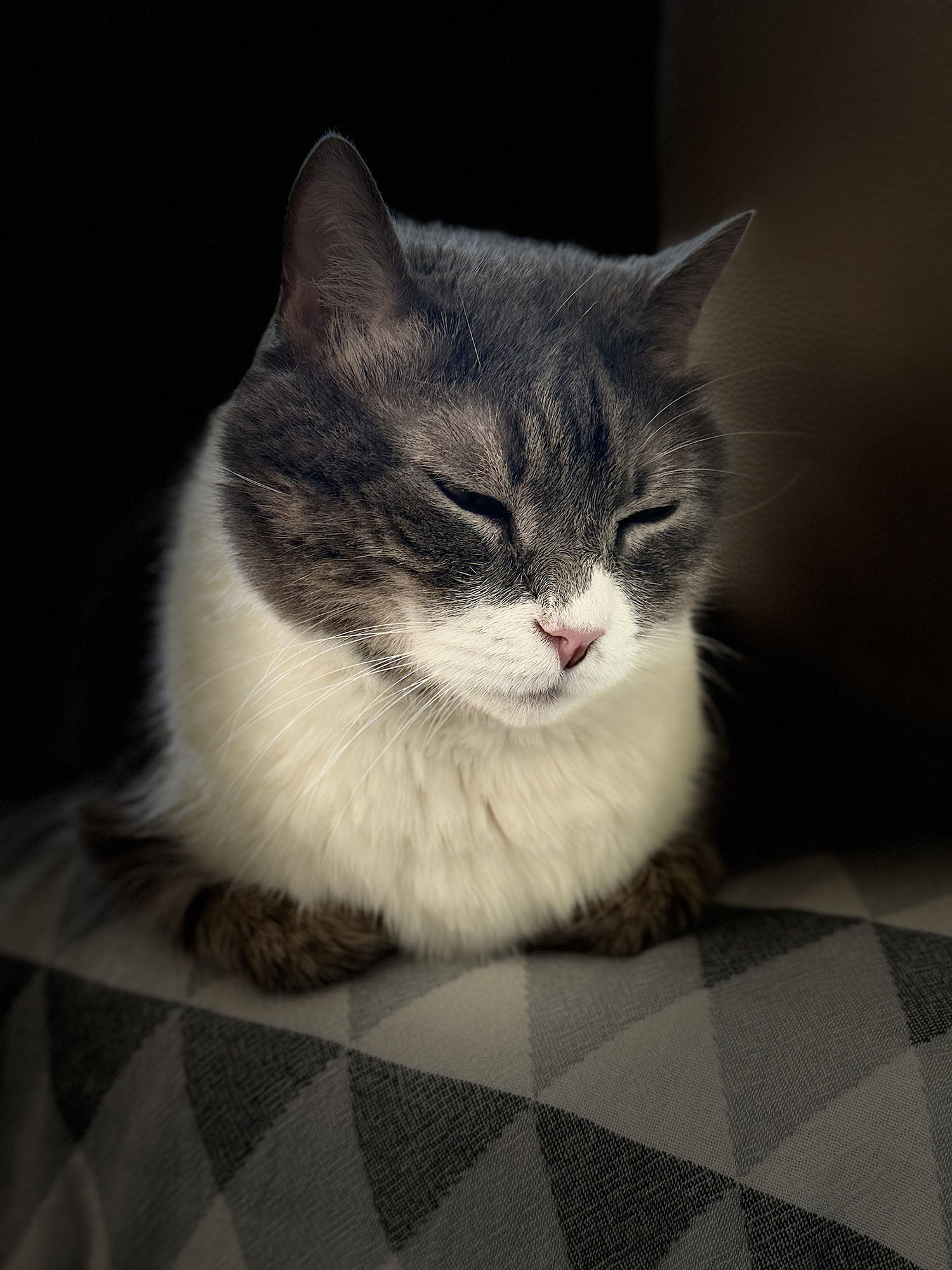 Everest, a cat