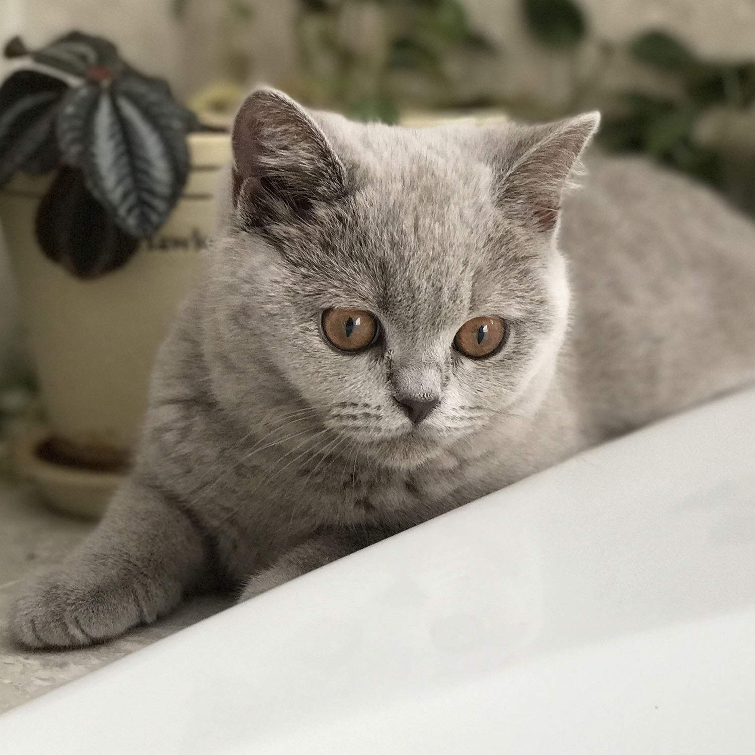 Luna, a cat